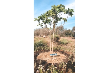 Voorbeeld van een gedoneerde boom